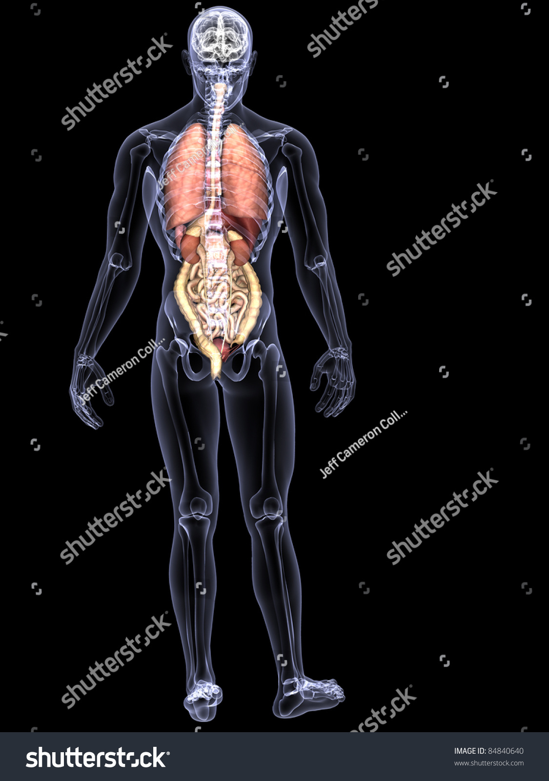 Skeleton X-Ray - Internal Organs. X-Ray Of A Male Skeleton Displaying ...