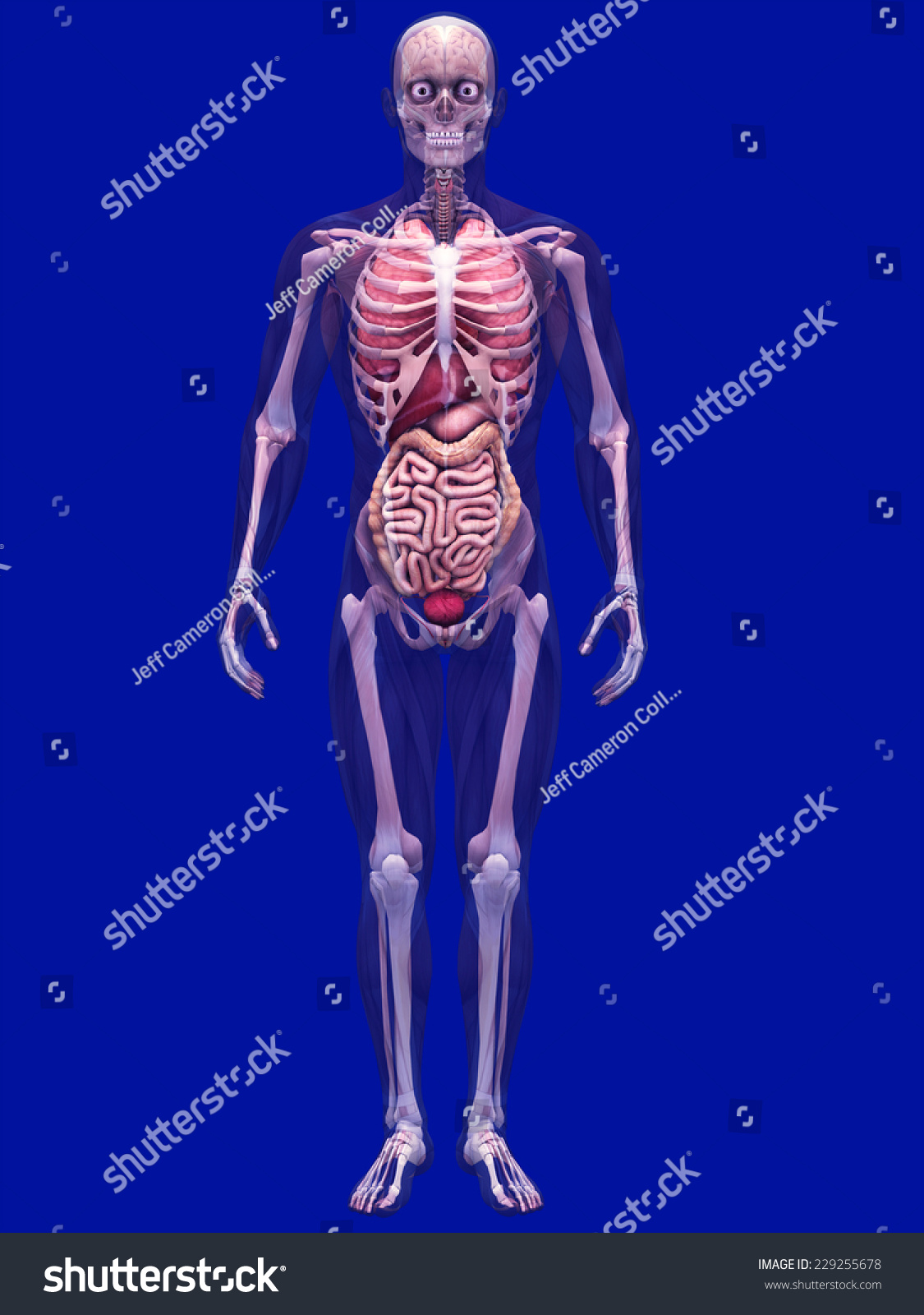 Skeleton Xray Muscles Internal Organs Xray Stock-illustration 229255678 ...