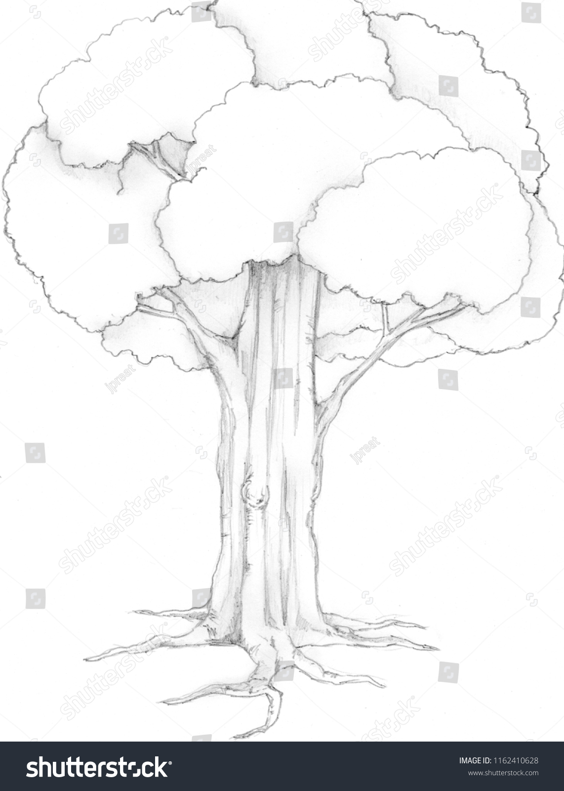 Sketch Drawing Pencil Big Tree On Stock Image Download Now