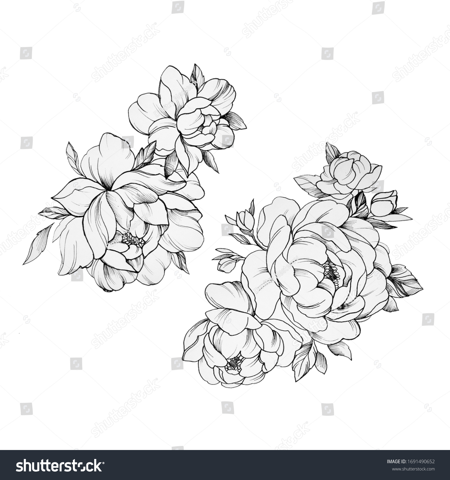 Sketch Beautiful Peony On White Background Stock Illustration 1691490652