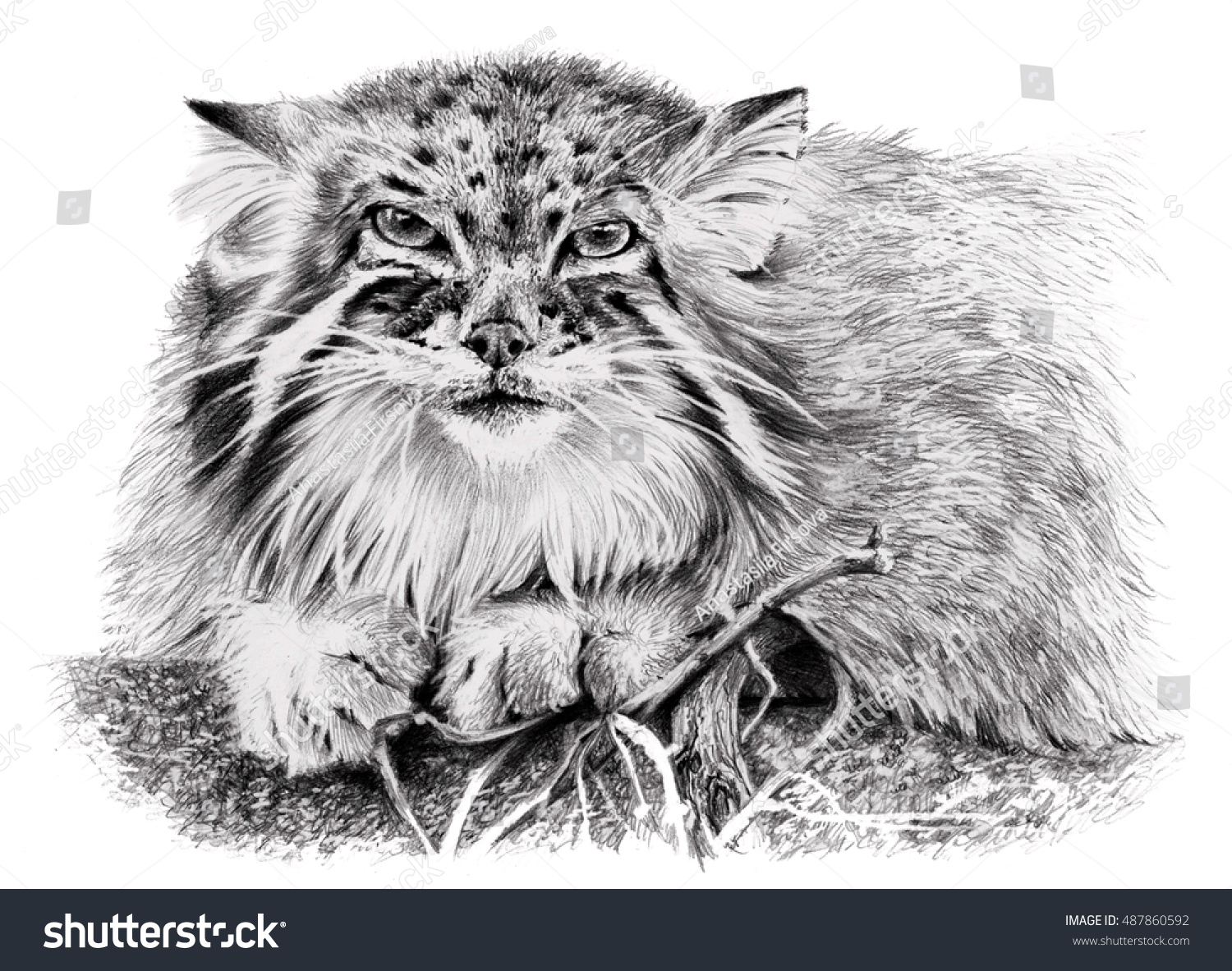 Sketch Manul Isolated On White Background Stock