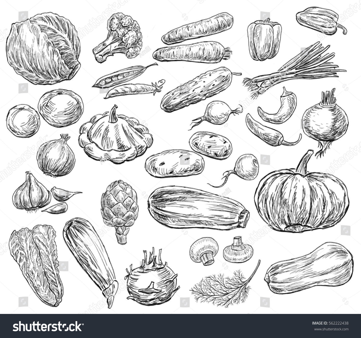 Sketches Vegetables Collection 스톡 일러스트레이션 562222438 - Shutterstock