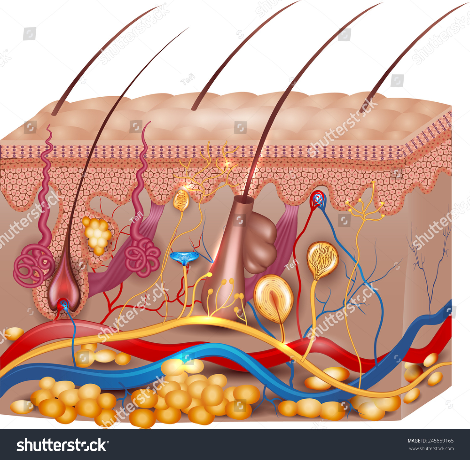 Skin Anatomy Detailed Medical Illustration Beautiful Stock Illustration ...