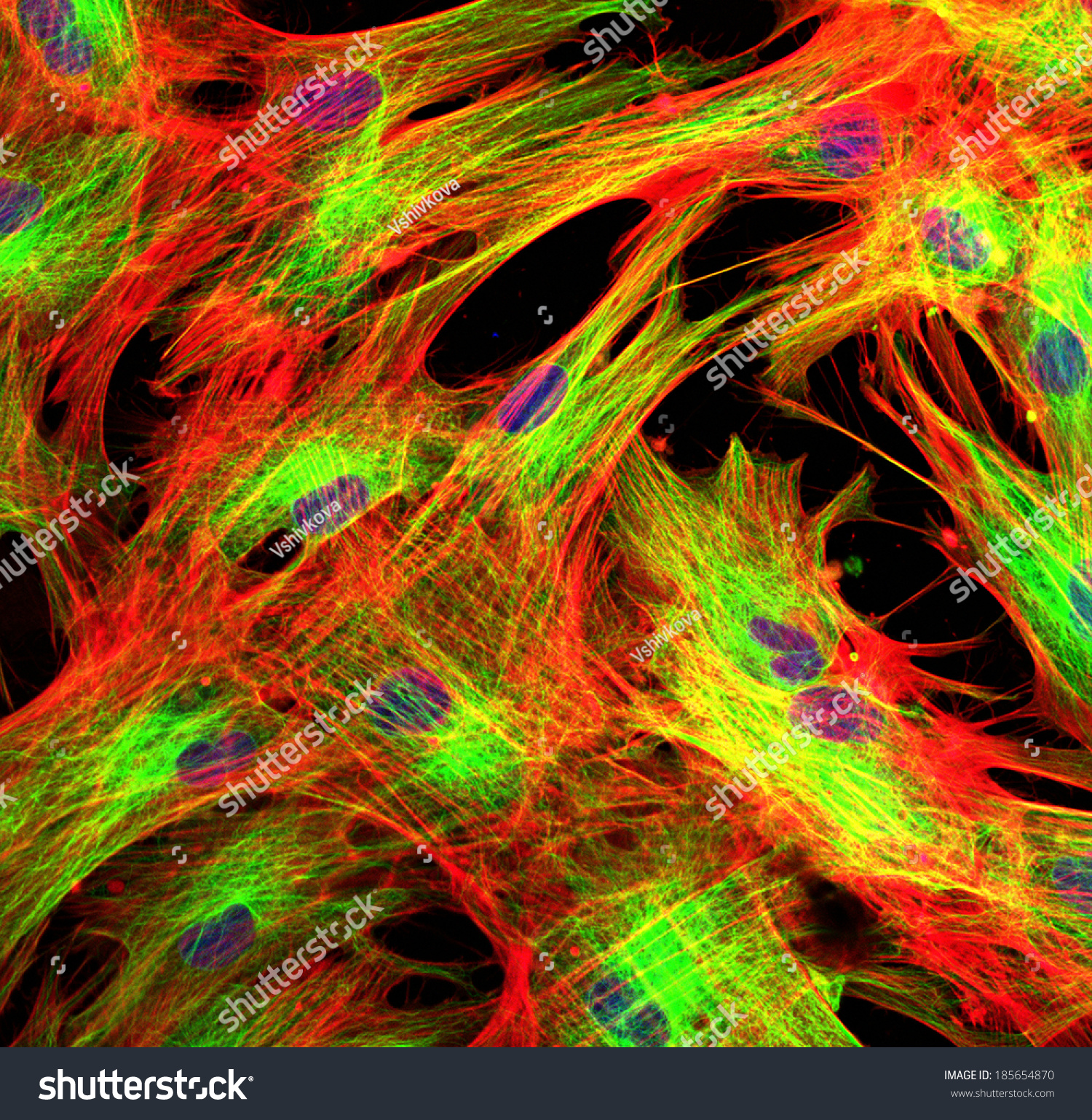 Skin Cells Stained Fluorescent Dyes Stock Photo (Edit Now) 185654870