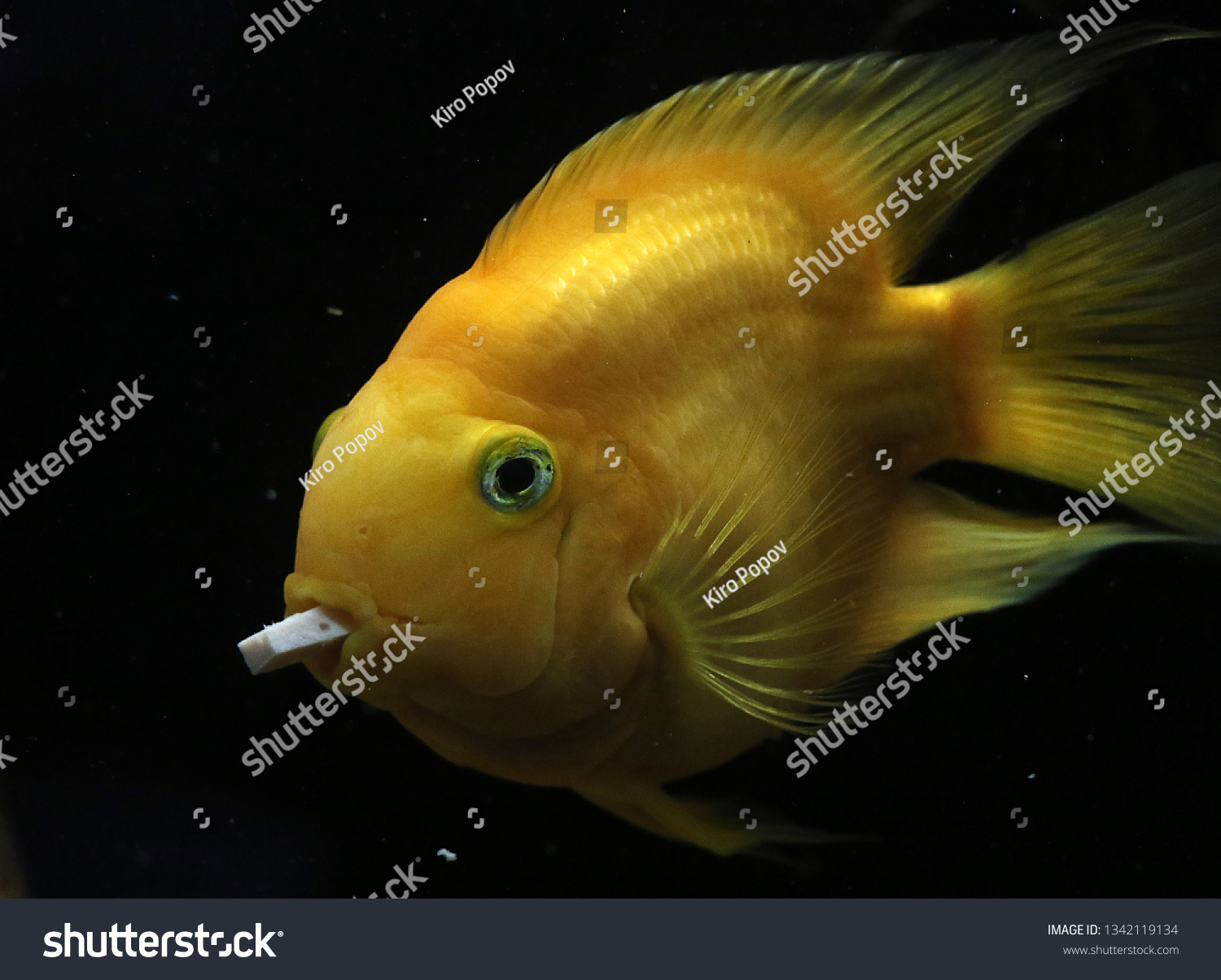 Skopje Northern Macedonia March 182019lovely Aquarium Stock Photo Edit Now 1342119134