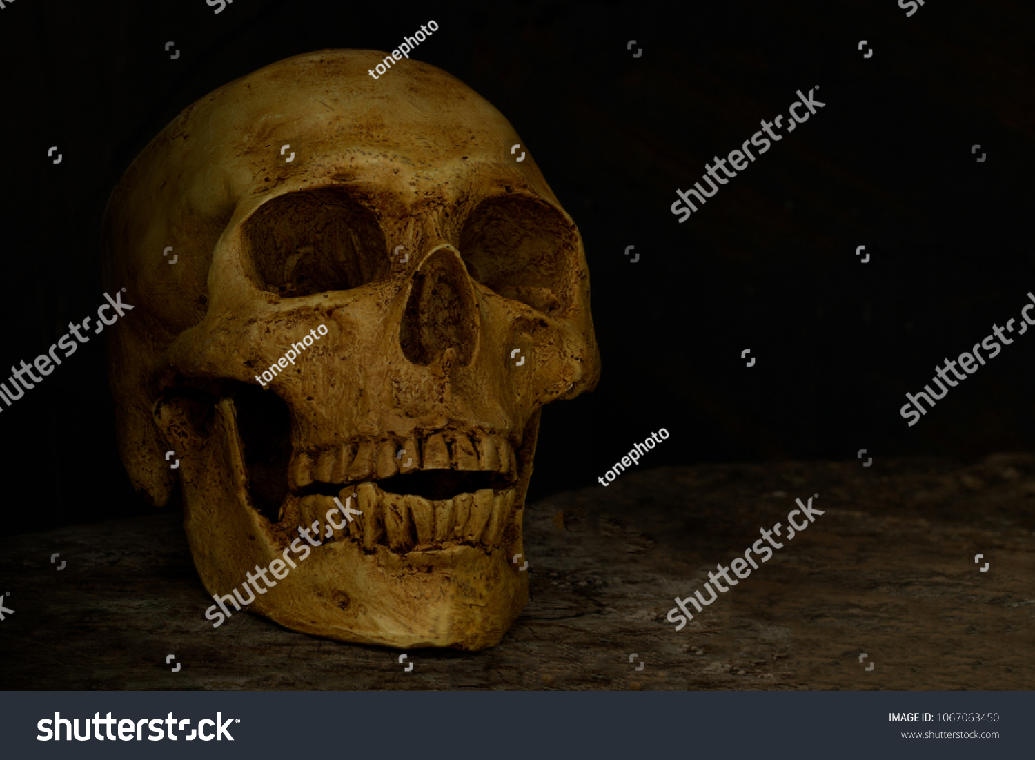 Skull On Wooden Floor Stock Image Download Now