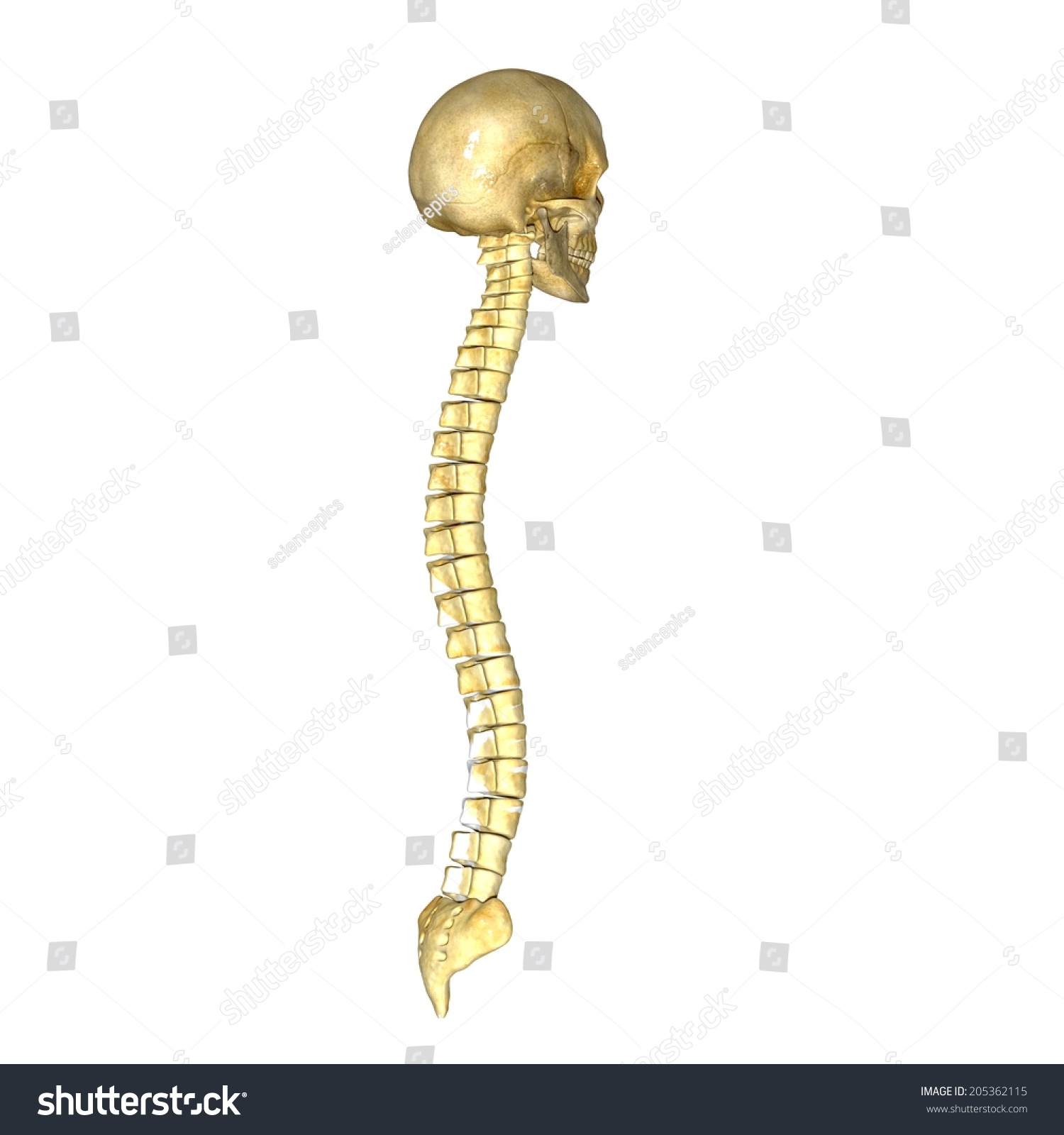 Skull Backbone Stock Illustration 205362115 - Shutterstock