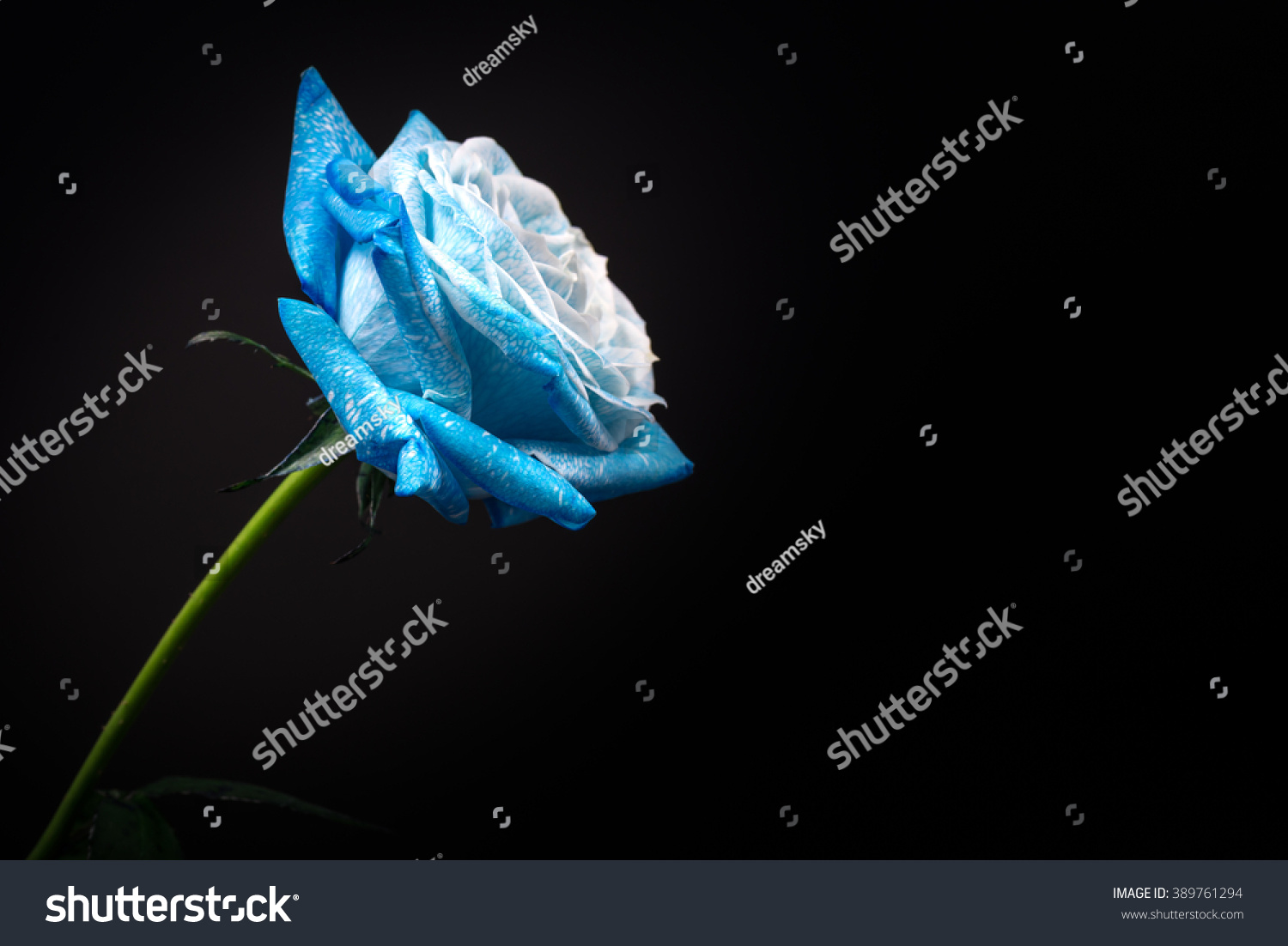 Sky Blue Rose, Close-Up, Macro. Stock Photo 389761294 : Shutterstock