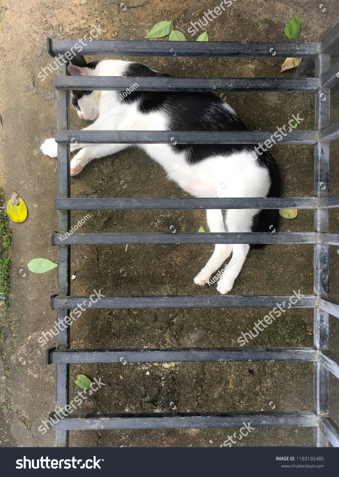 Sleeping Black White Pregnant Cat Under Animals Wildlife Stock Image 1183192480