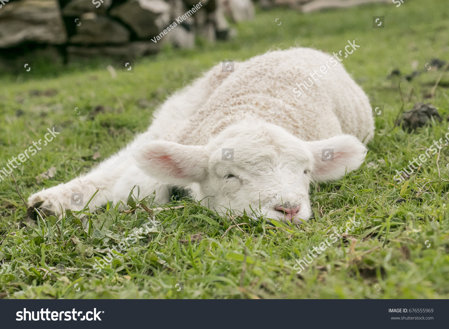 sleeping lamb garment bolsa