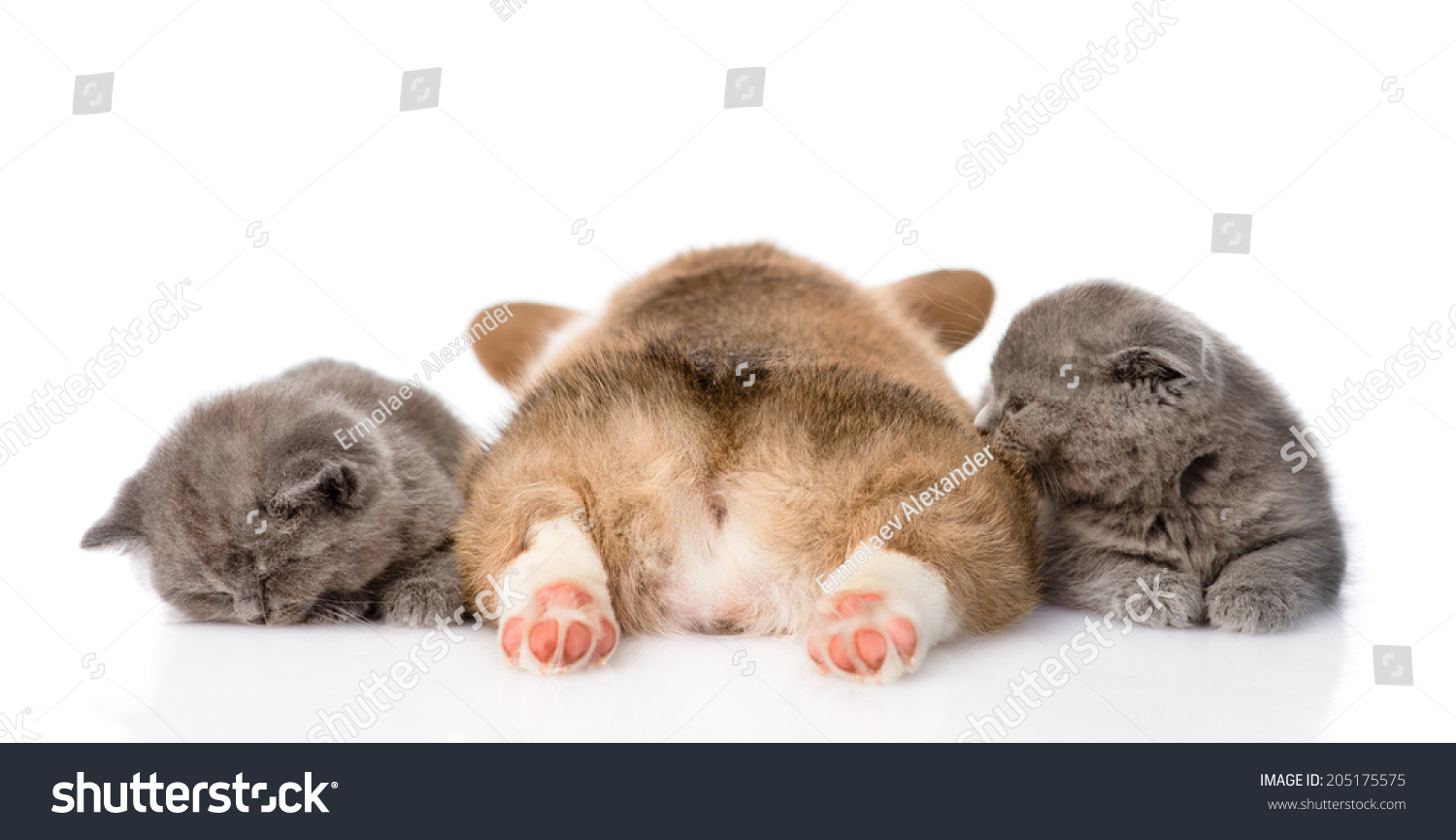 Sleeping Pembroke Welsh Corgi Puppy Two Stock Photo Edit Now