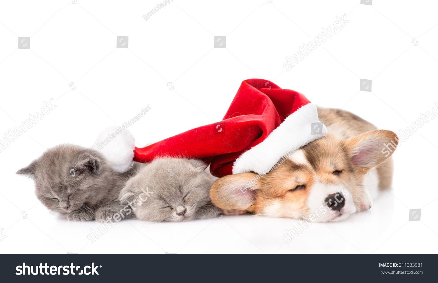 Sleeping Pembroke Welsh Corgi Puppy Dog Stock Photo Edit Now