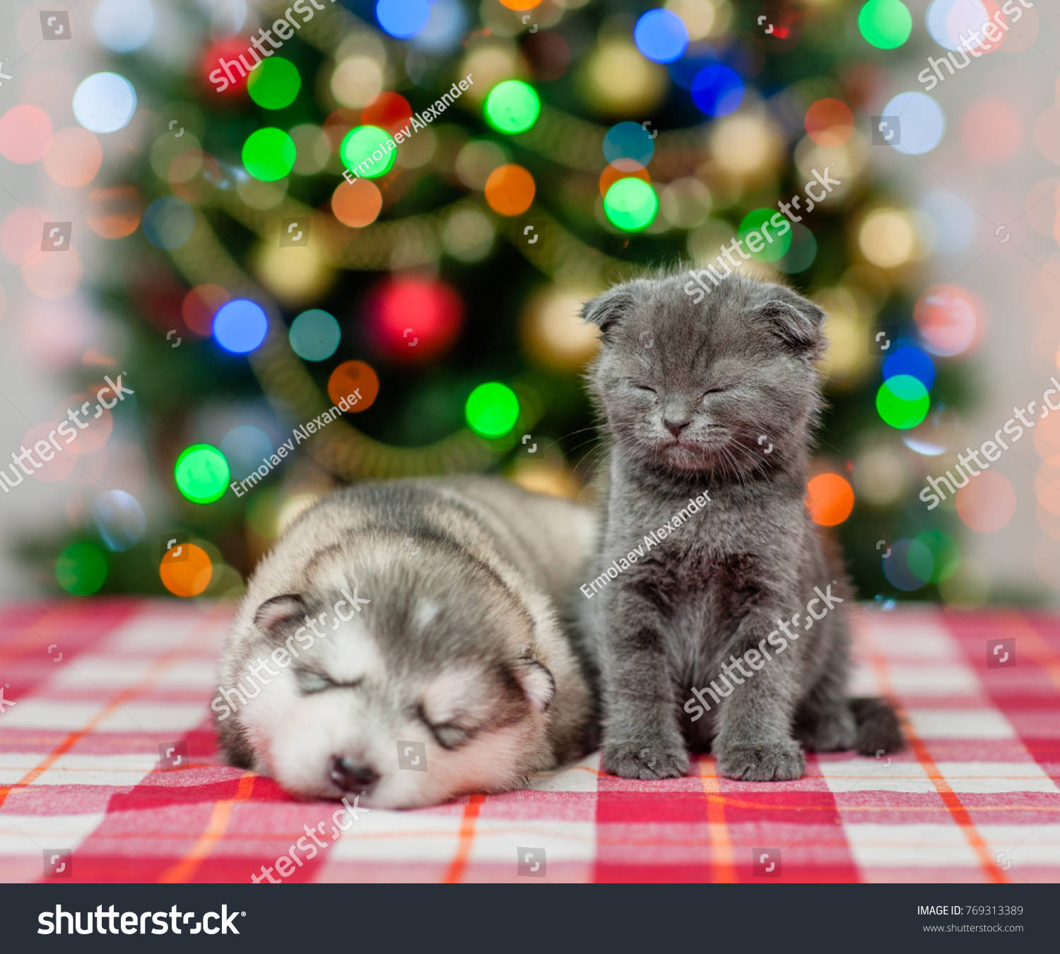 Download Sleeping Puppy Kitten On Background Christmas Stock Photo Edit Now 769313389 3D SVG Files Ideas | SVG, Paper Crafts, SVG File