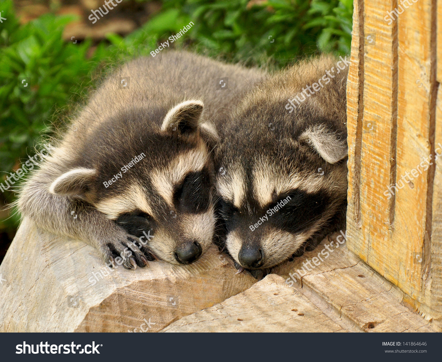 Sleeping Raccoons Stock Photo (Edit Now) 141864646