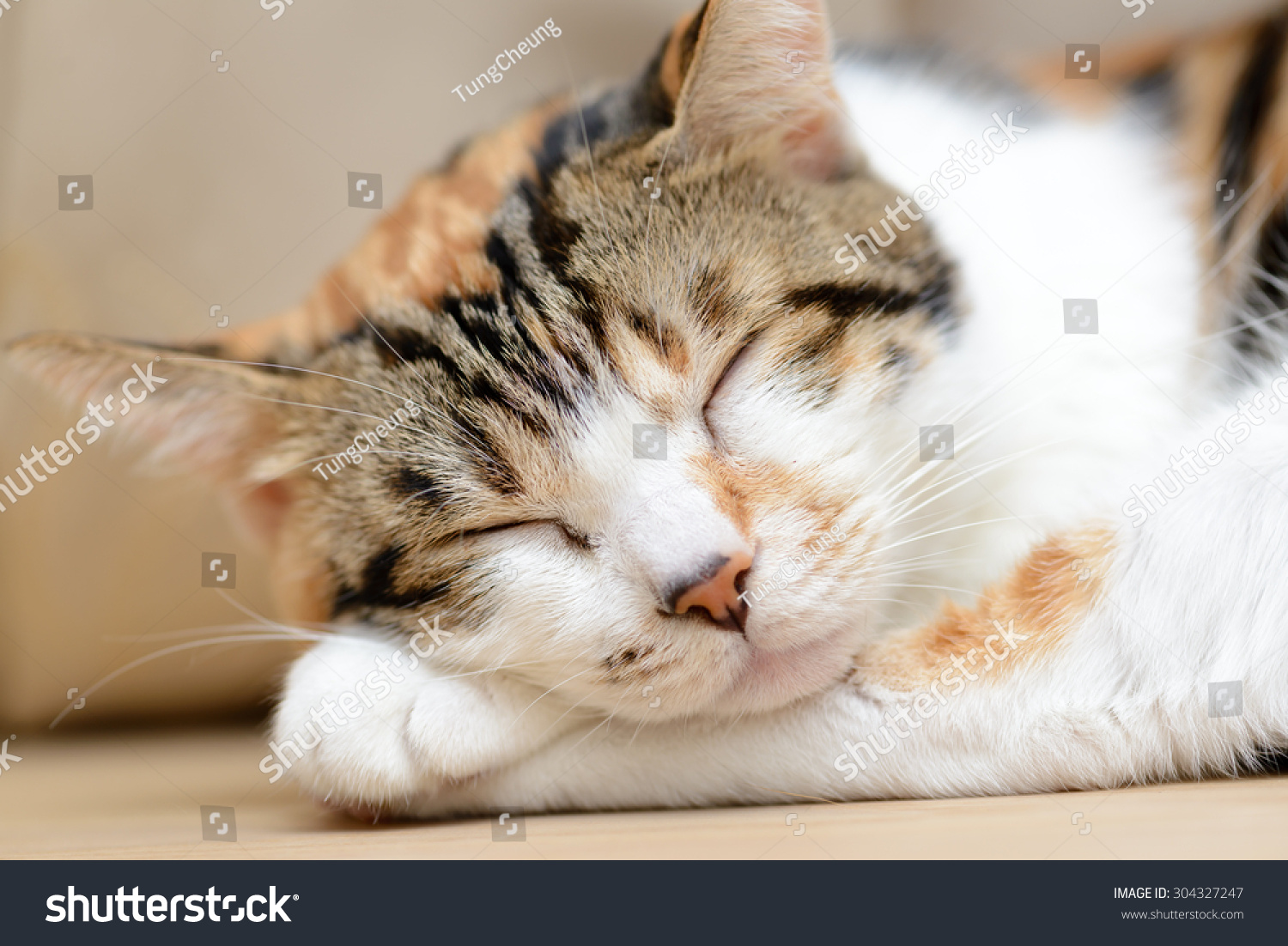 Sleepy Cat Stock Photo 304327247 : Shutterstock