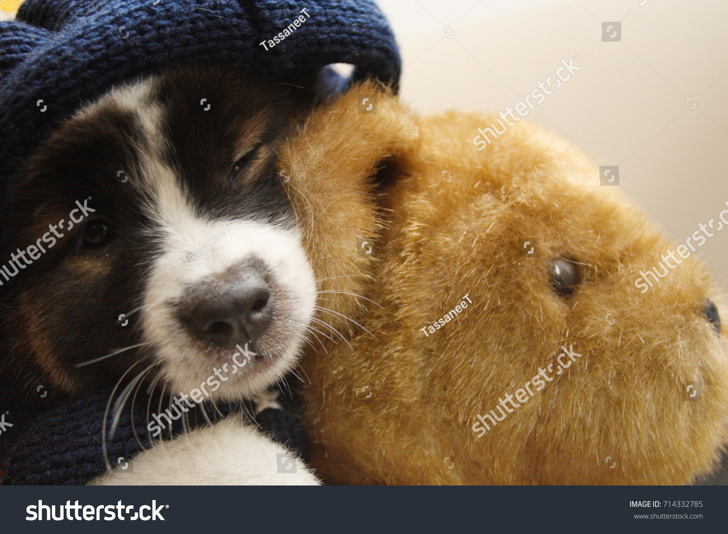 puppy hugging teddy bear