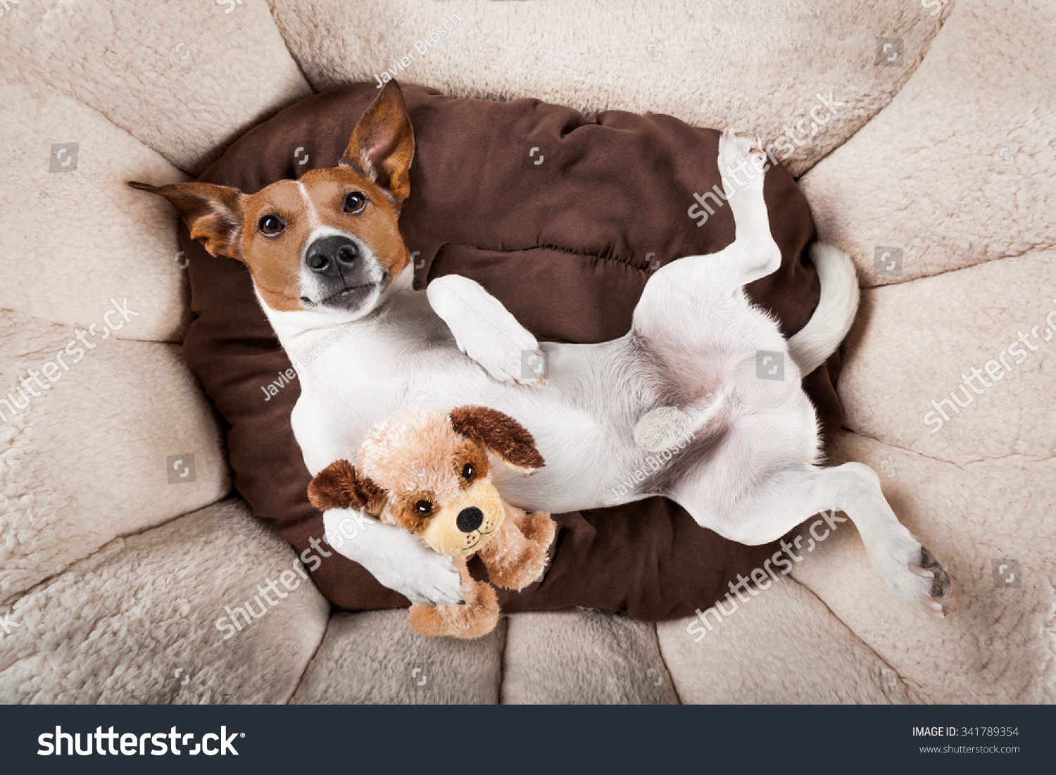 jack russell teddy