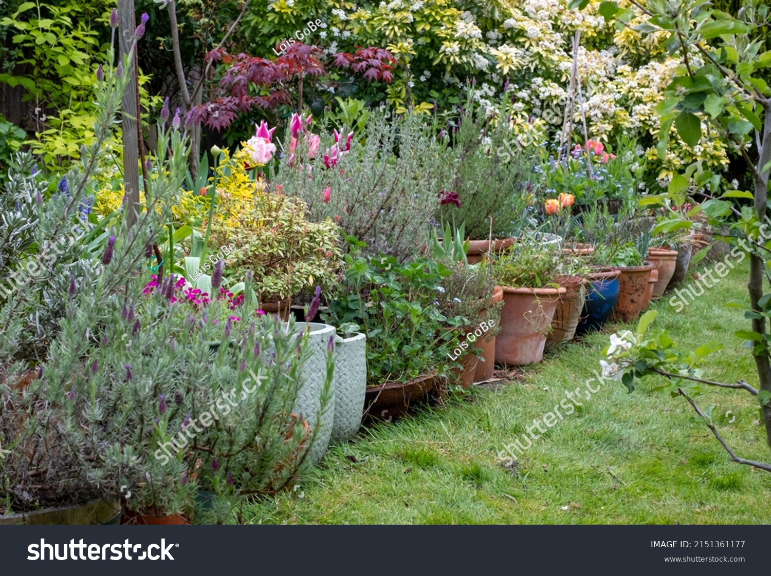 12,298 Messy garden image Images, Stock Photos & Vectors | Shutterstock