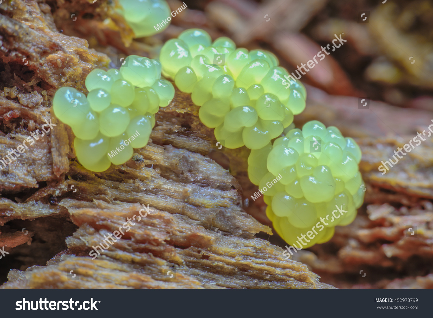 Schleimpilze Bilder:  A Colorful Journey into the World of Slime Molds