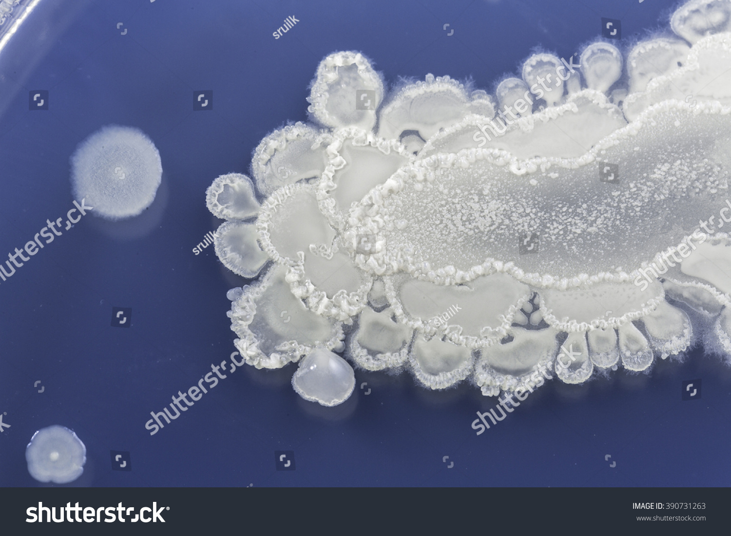 Slimy Bacteria Stock Photo 390731263 - Shutterstock