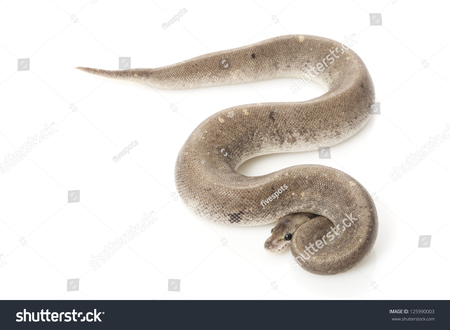 Sliver Bullet Ball Python Python Regius Stock Photo 125990003