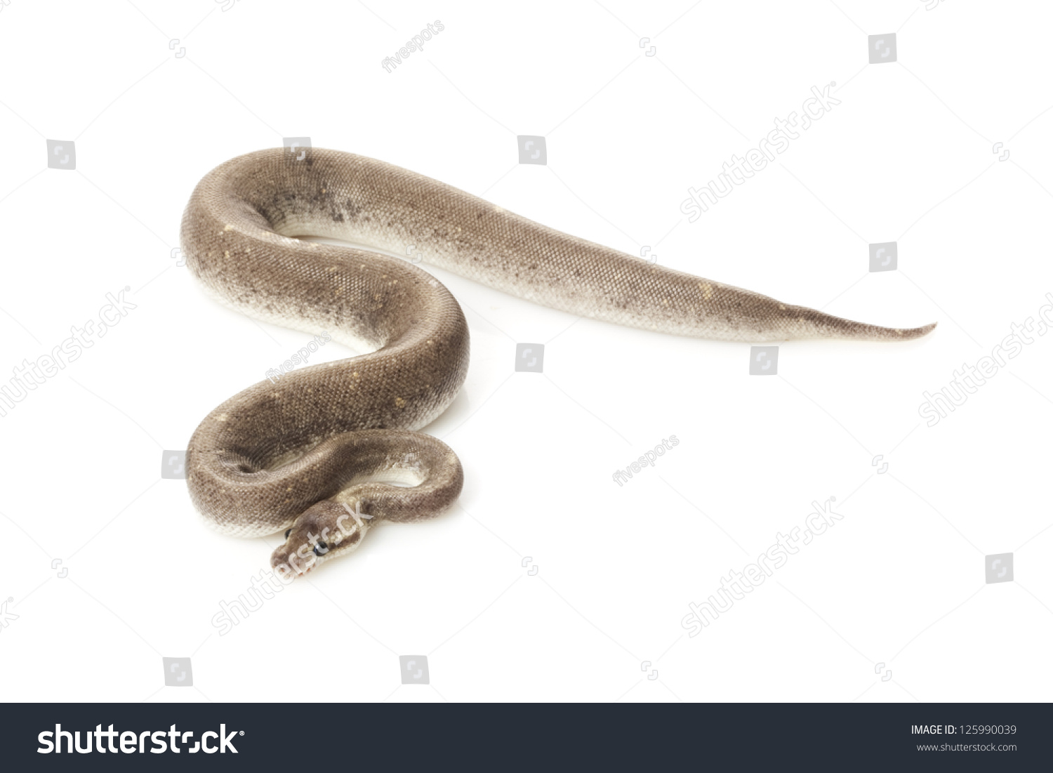 Sliver Bullet Ball Python Python Regius Stock Photo (Edit Now) 125990039