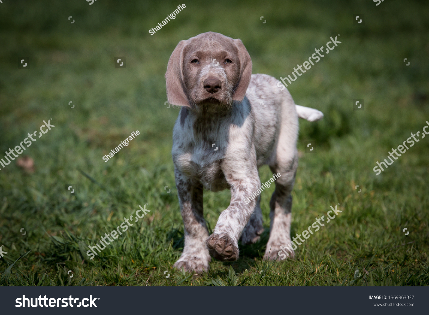 Slovakian Roughhaired Pointer Puppy Animals Wildlife Stock Image 1369963037