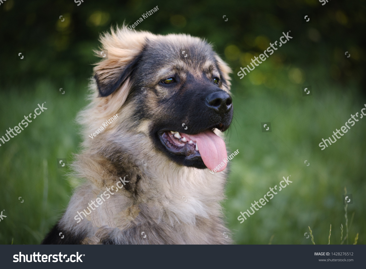 Slovenian Karst Shepherd Dog Breed Stock Photo Edit Now 1428276512