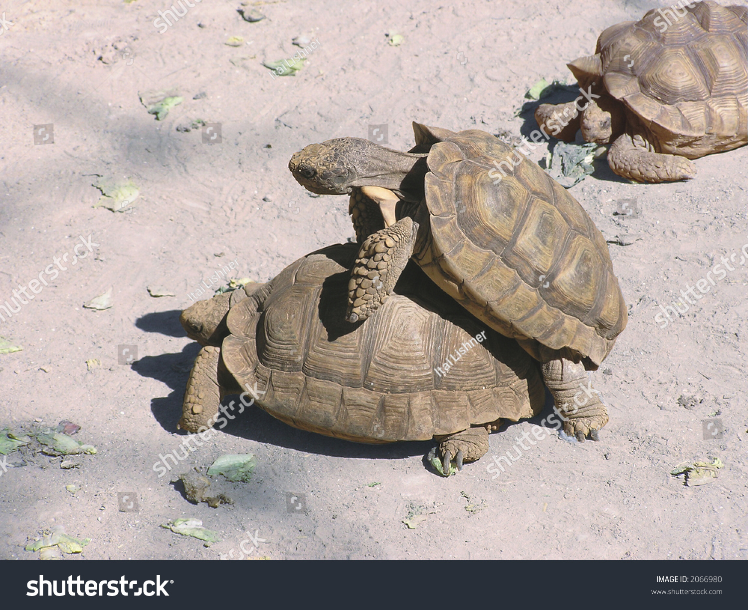 Slow Love Stock Photo 2066980 : Shutterstock