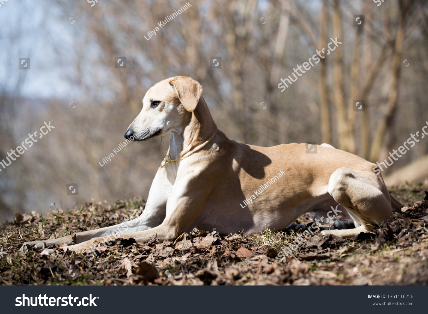 arabian greyhound