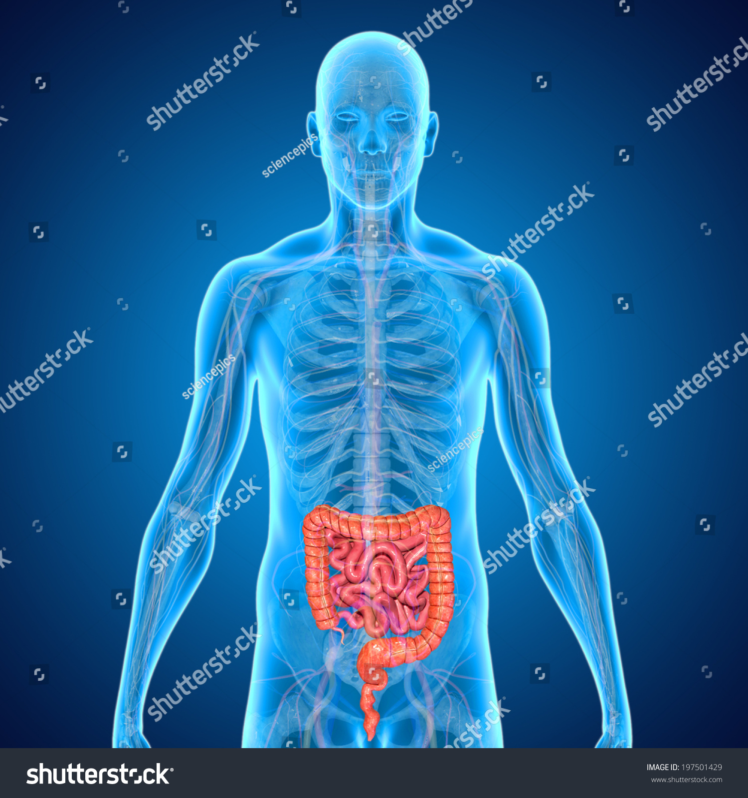 Small Large Intestine Stock Illustration 197501429