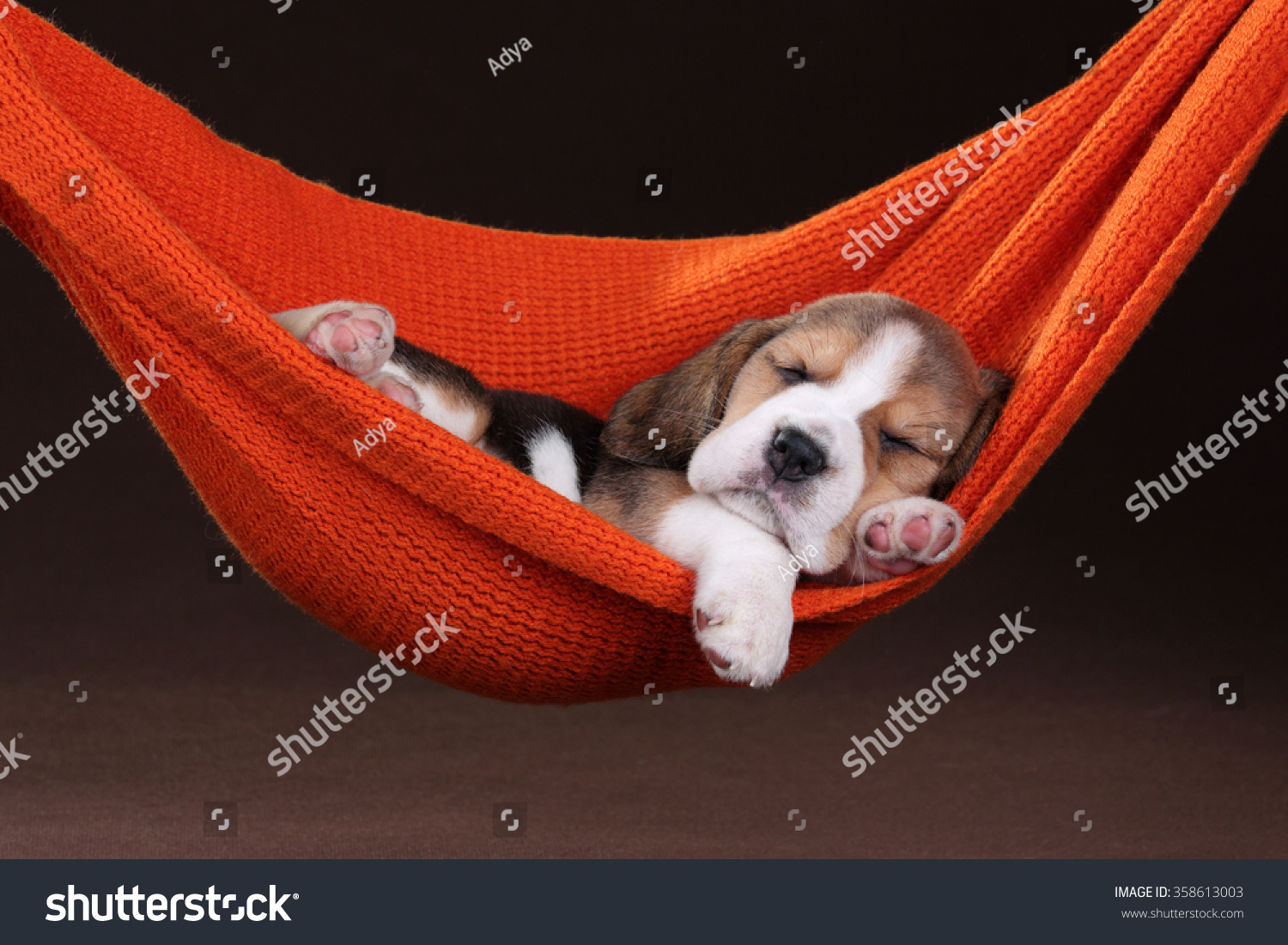 puppy hammock