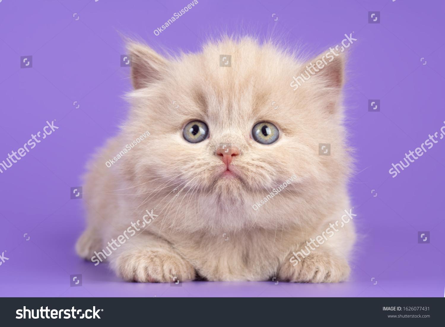 Small Beautiful British Longhair Kitten Faun Stock Photo Edit Now