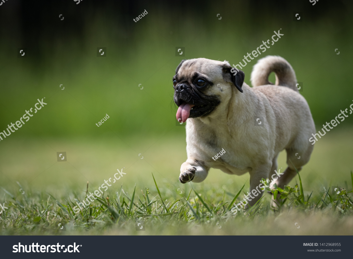 pug and small animal rescue