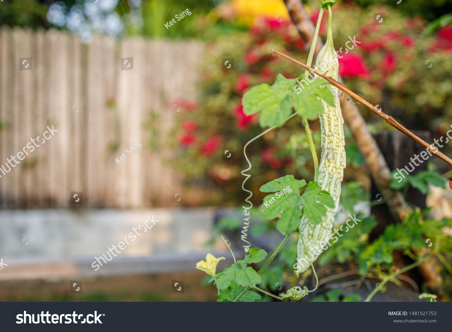 Small Bitter Gourd Melon Hanging Plant Royalty Free Stock Image
