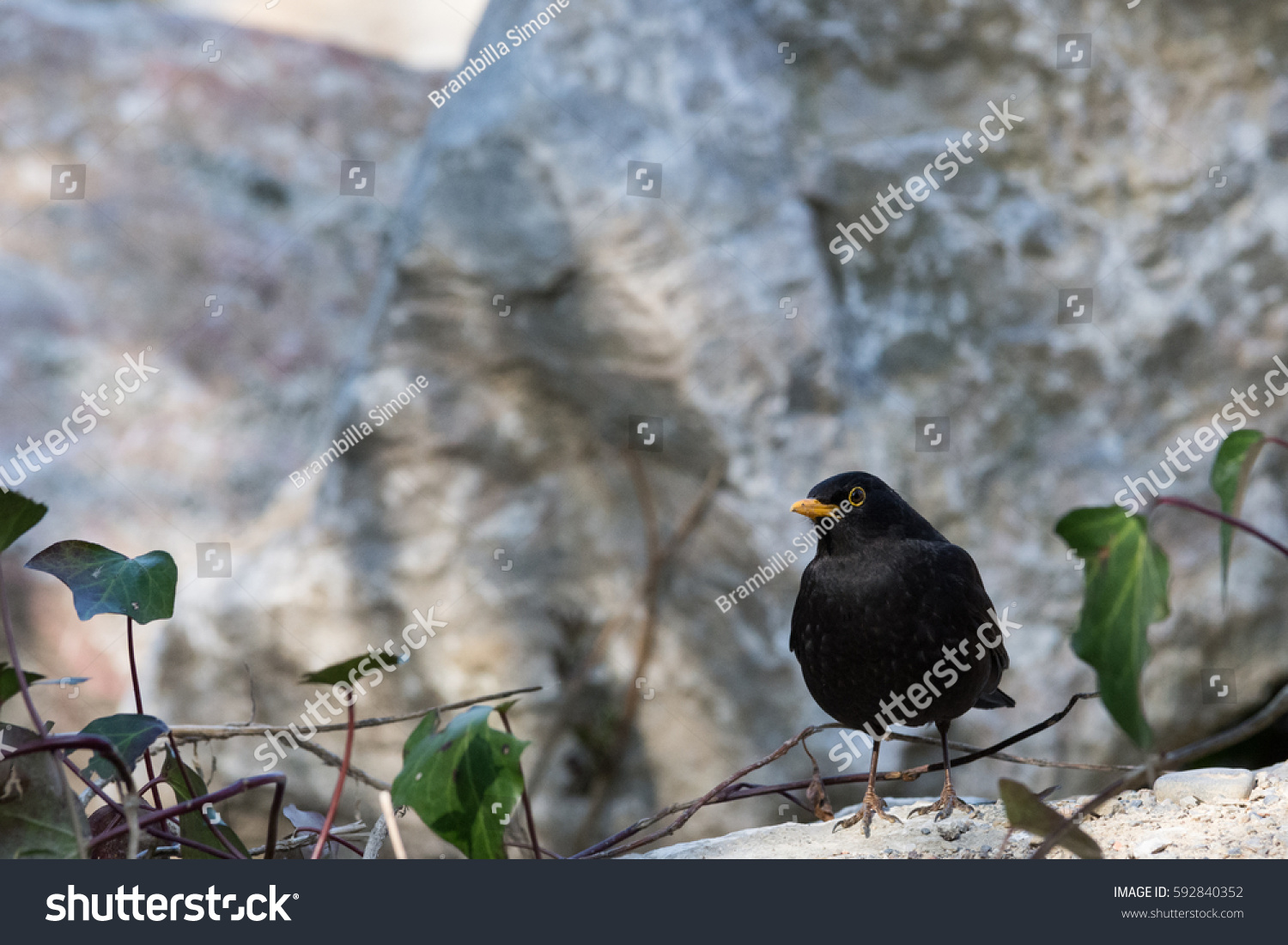Small Black Blackbird Laid On Rock Stock Photo Edit Now 592840352