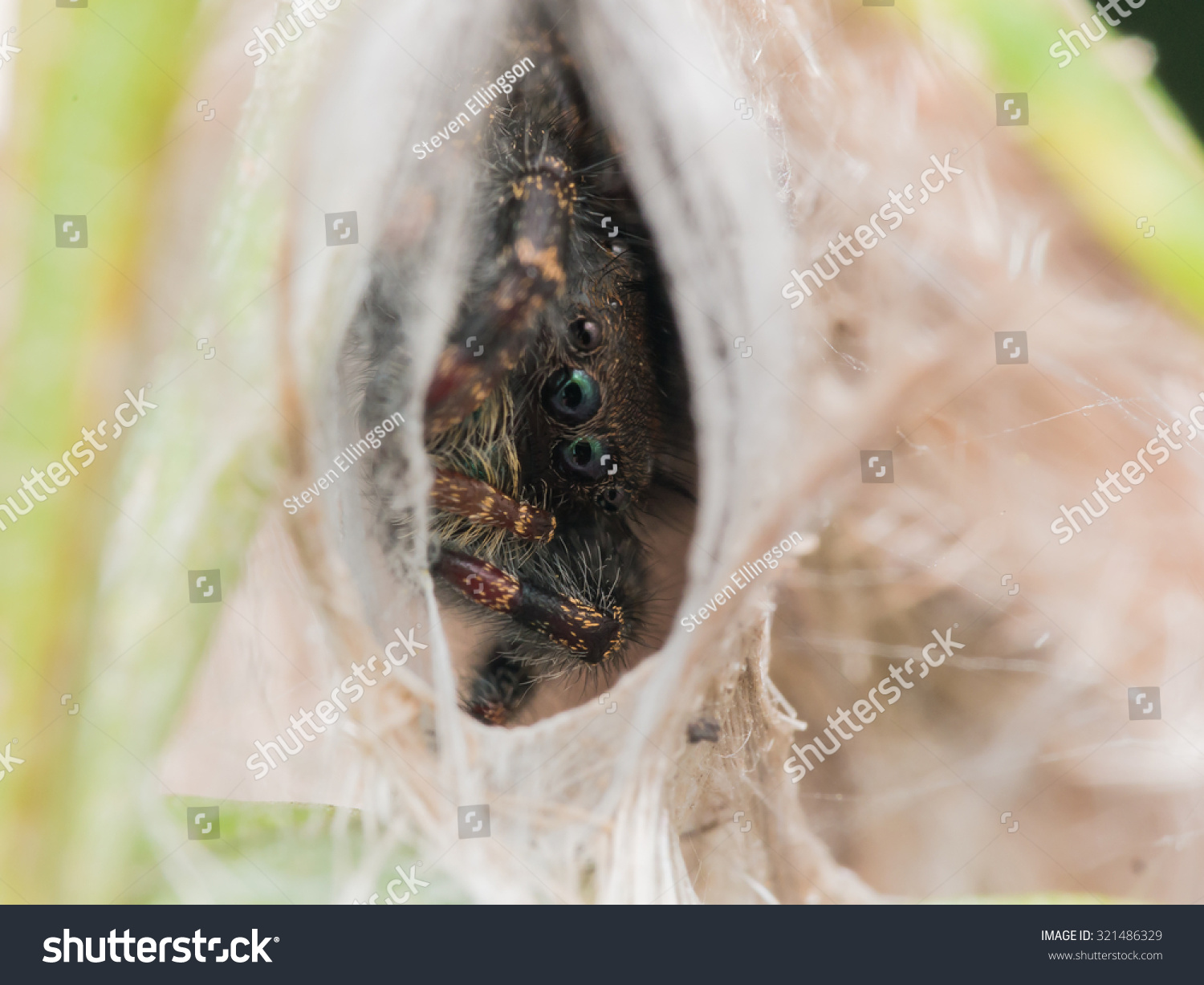 Small Black Jumping Spider Bright Green Stock Photo Edit Now 321486329