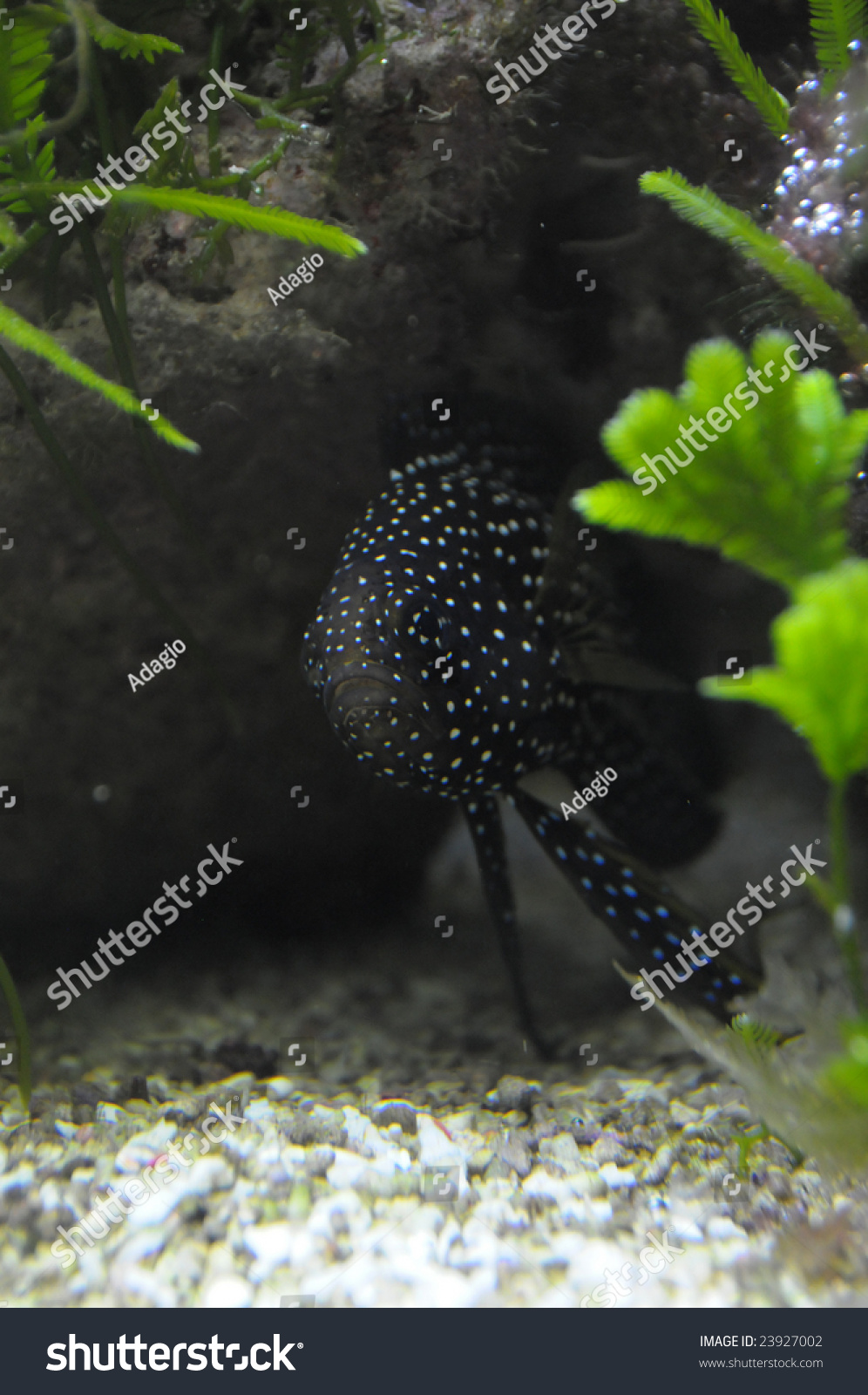 Small Black Tropical Fish White Points Stock Photo Edit Now 23927002