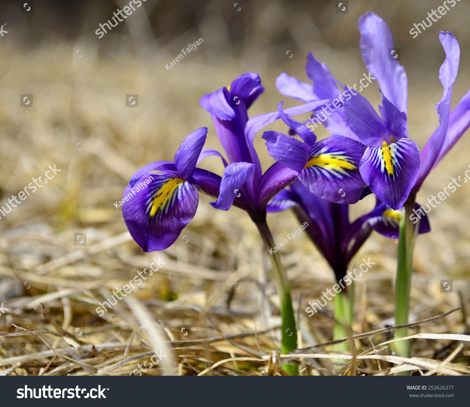 Small Blue Iris Flowers Garden Early Stock Photo Edit Now 252626377