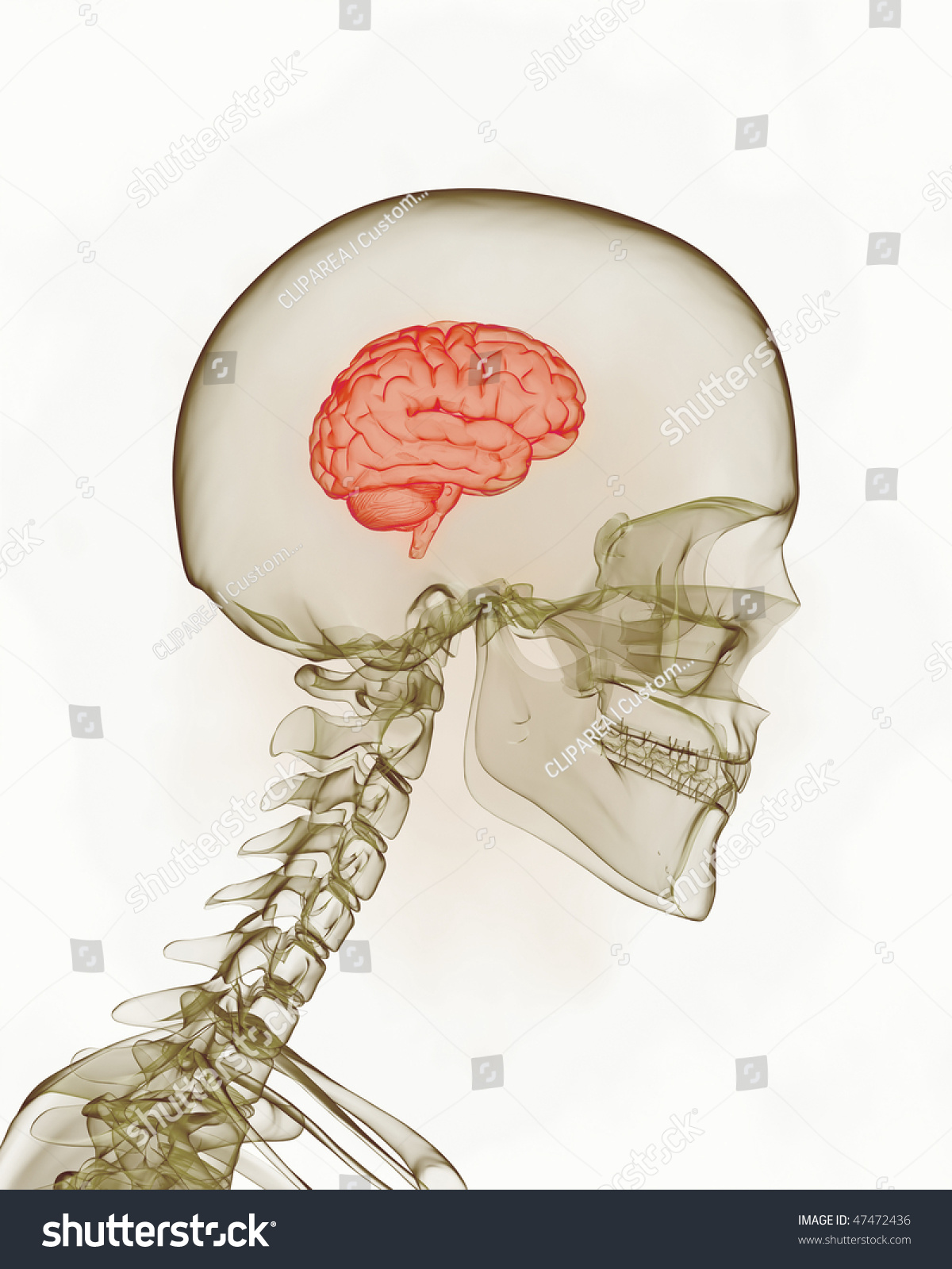 Small Brain Inside Head Concept Stock Illustration 47472436