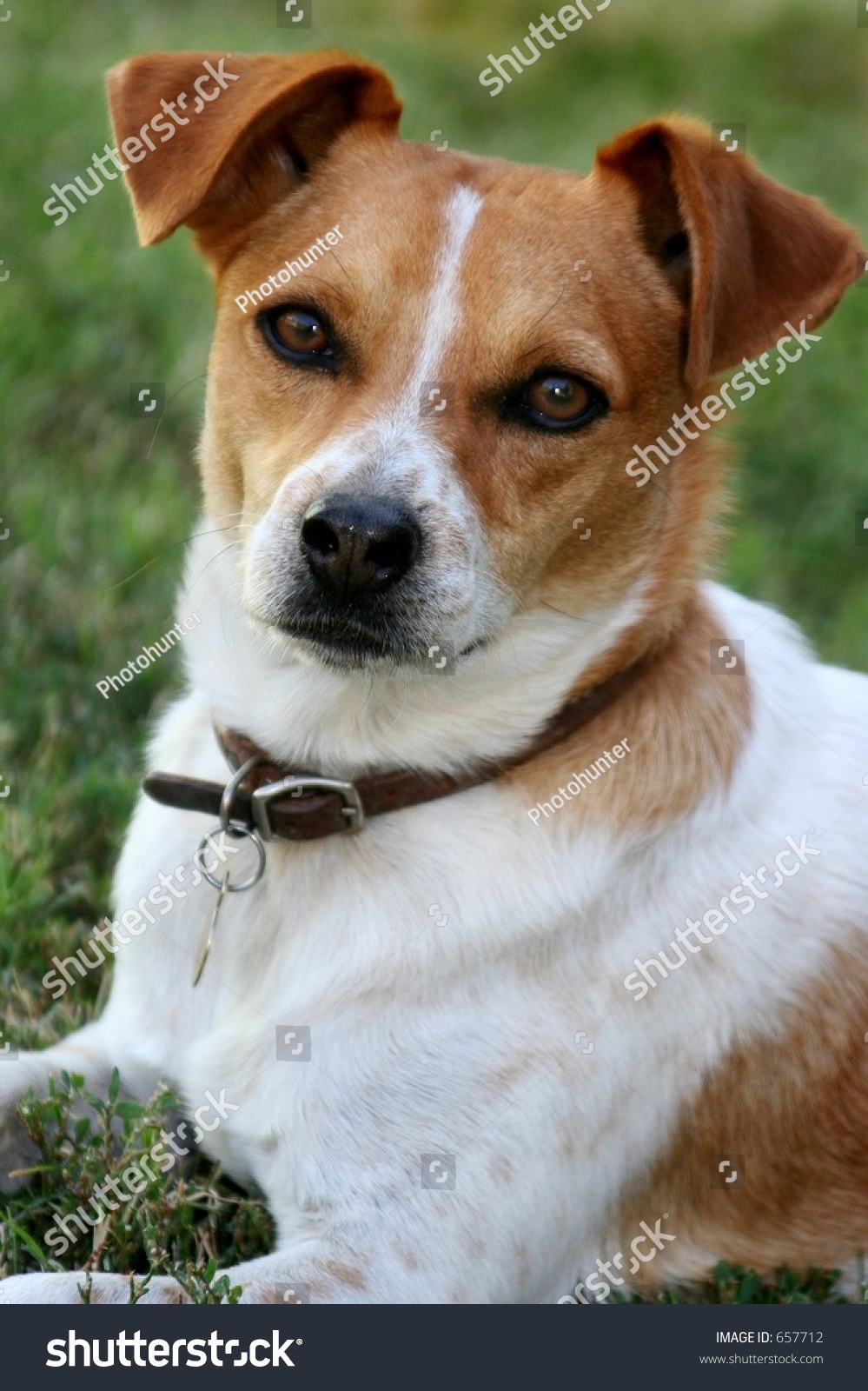 Small Brown White Dog Stock Photo 657712 Shutterstock