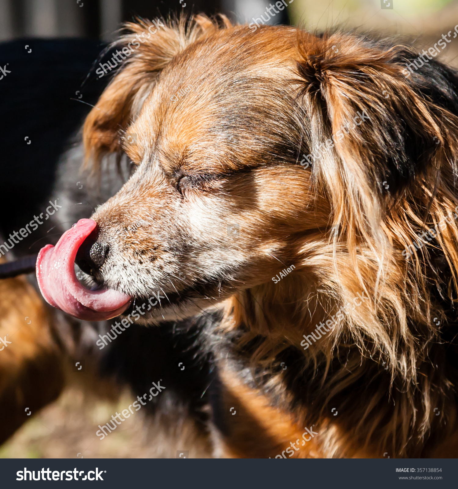 White hair on black dog where licking