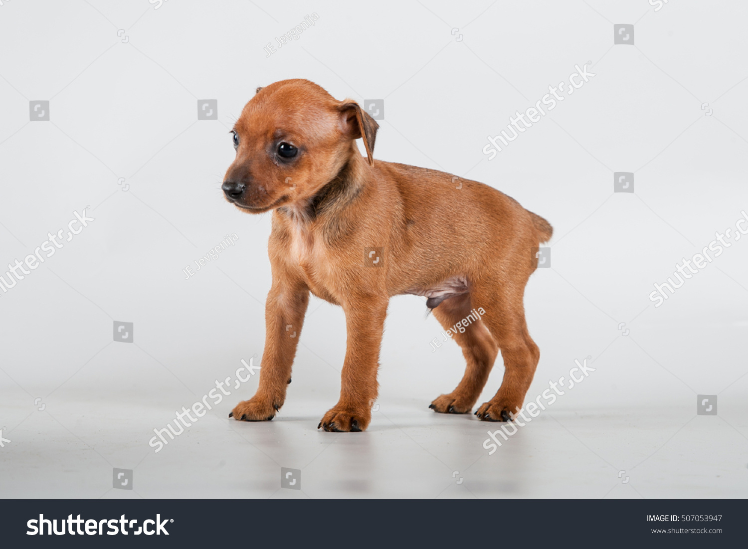 Brown Puppy Miniature