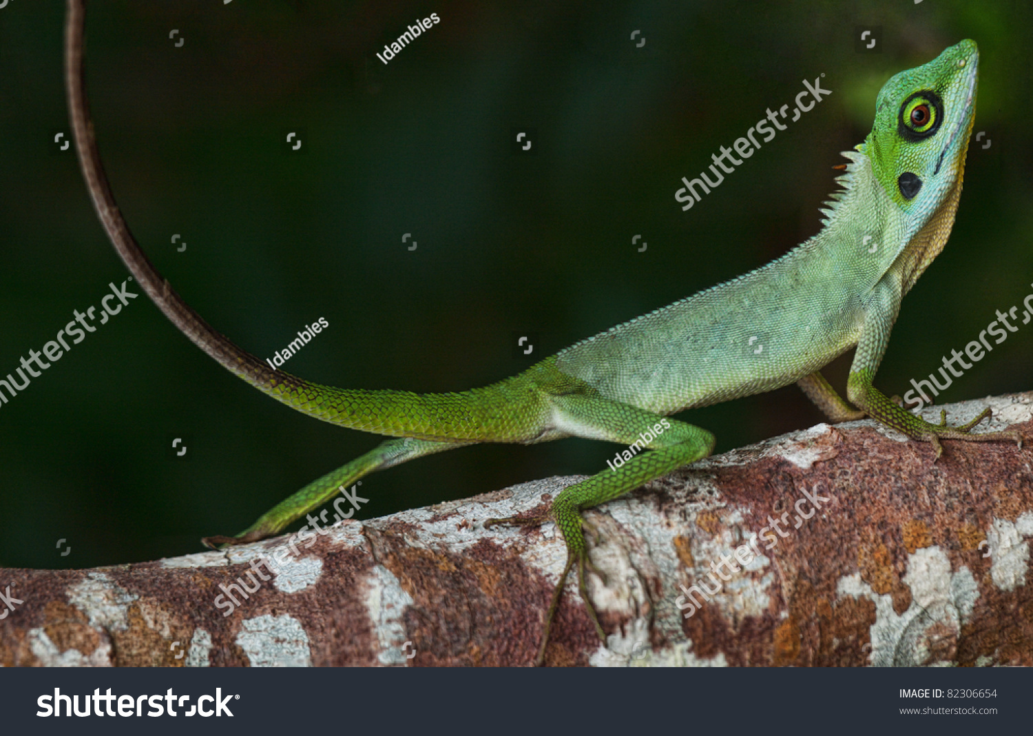 Small Chameleon On Tree Truck Small Stock Photo Edit Now 82306654