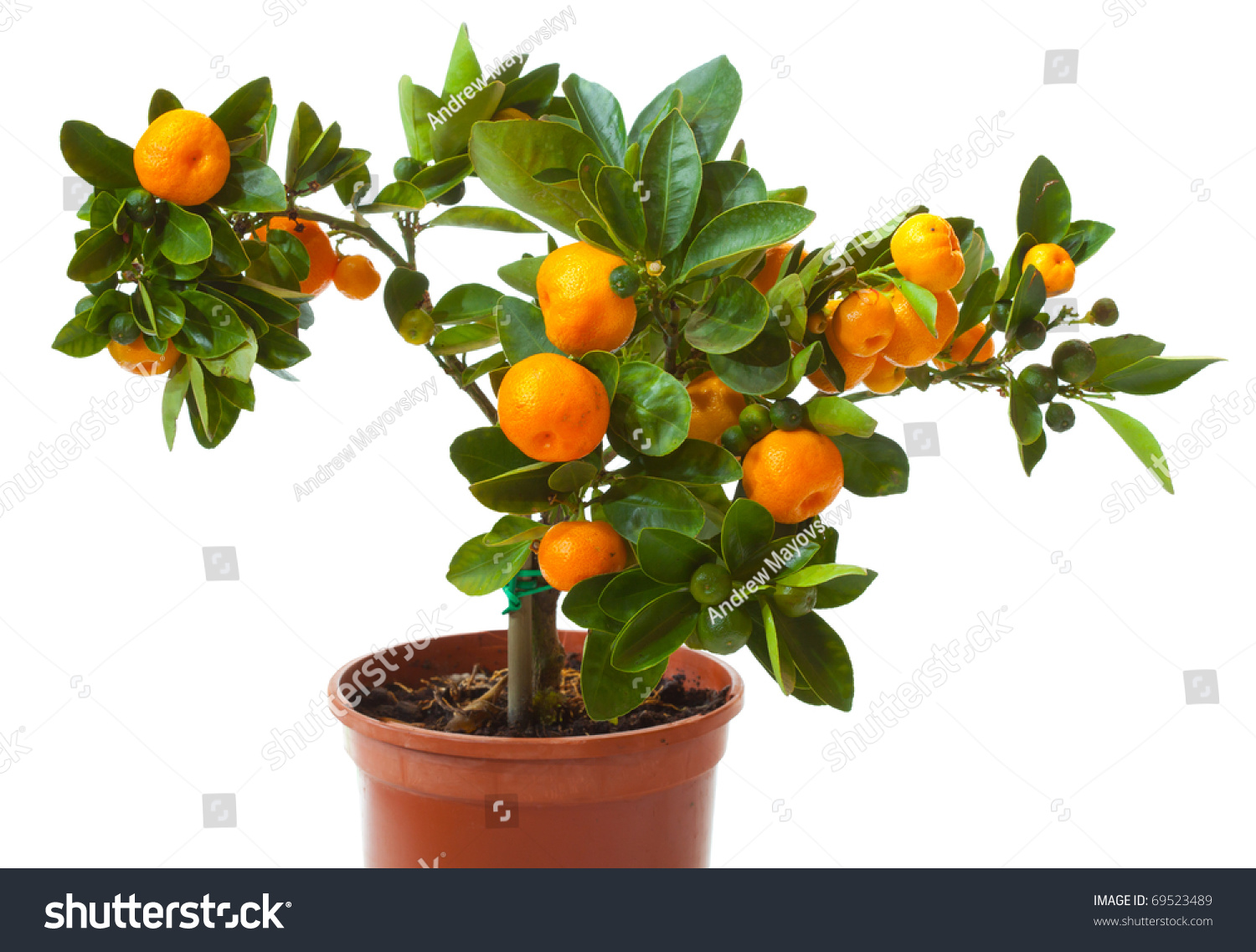 Small Citrus Tree Pot Isolated On Stock Photo 69523489 - Shutterstock