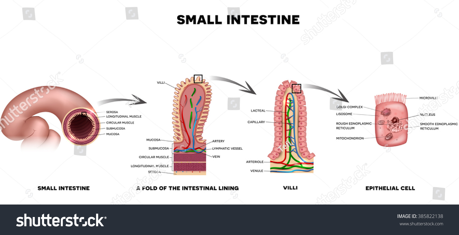 Small Colon Anatomy, A Fold Of The Intestinal Lining, Villi And ...