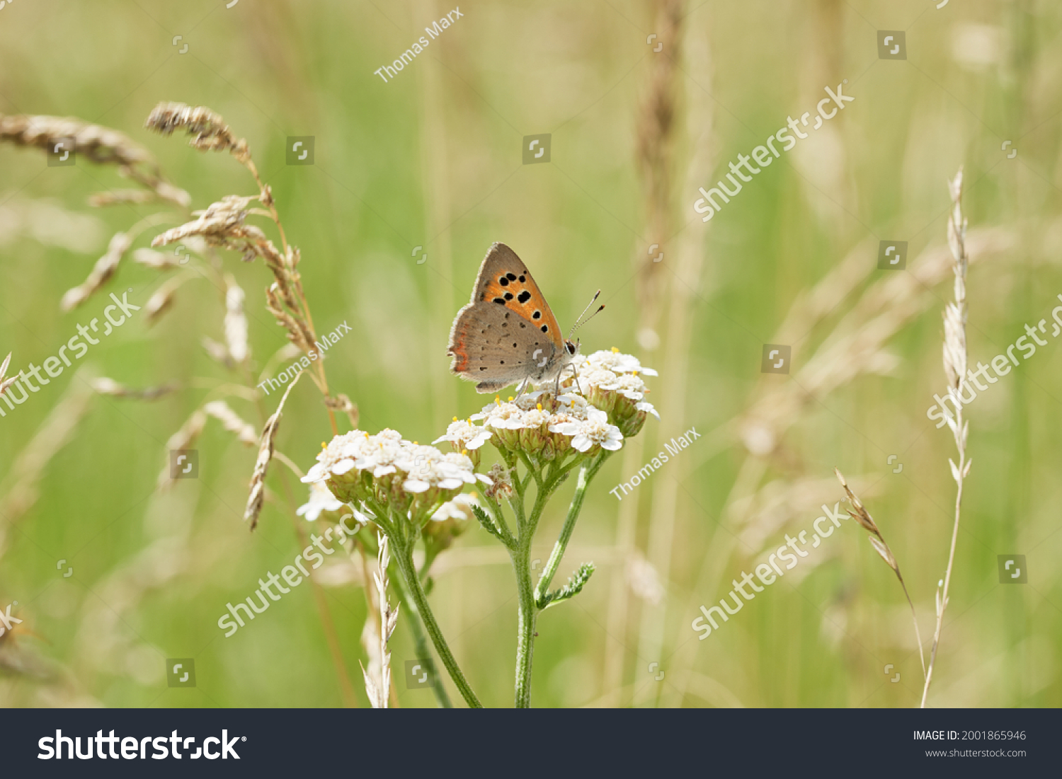 Copper-butterflies Images, Stock Photos & Vectors | Shutterstock