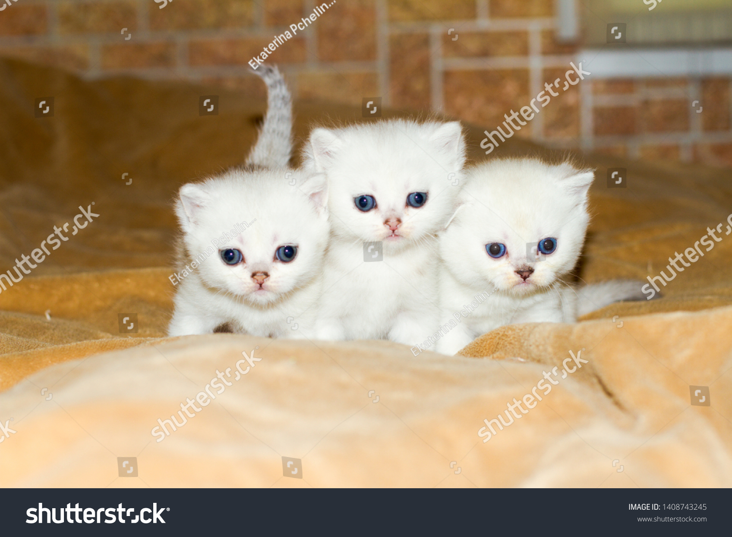 Small Cute Beautiful British Kittens Stock Photo Edit Now 1408743245