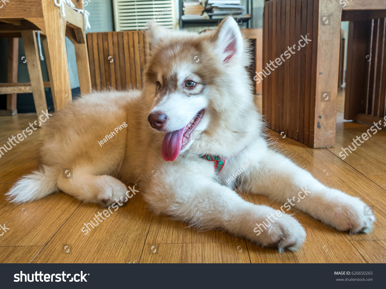 Small Cute Baby Siberian Husky Dog Stock Photo Edit Now 626650265