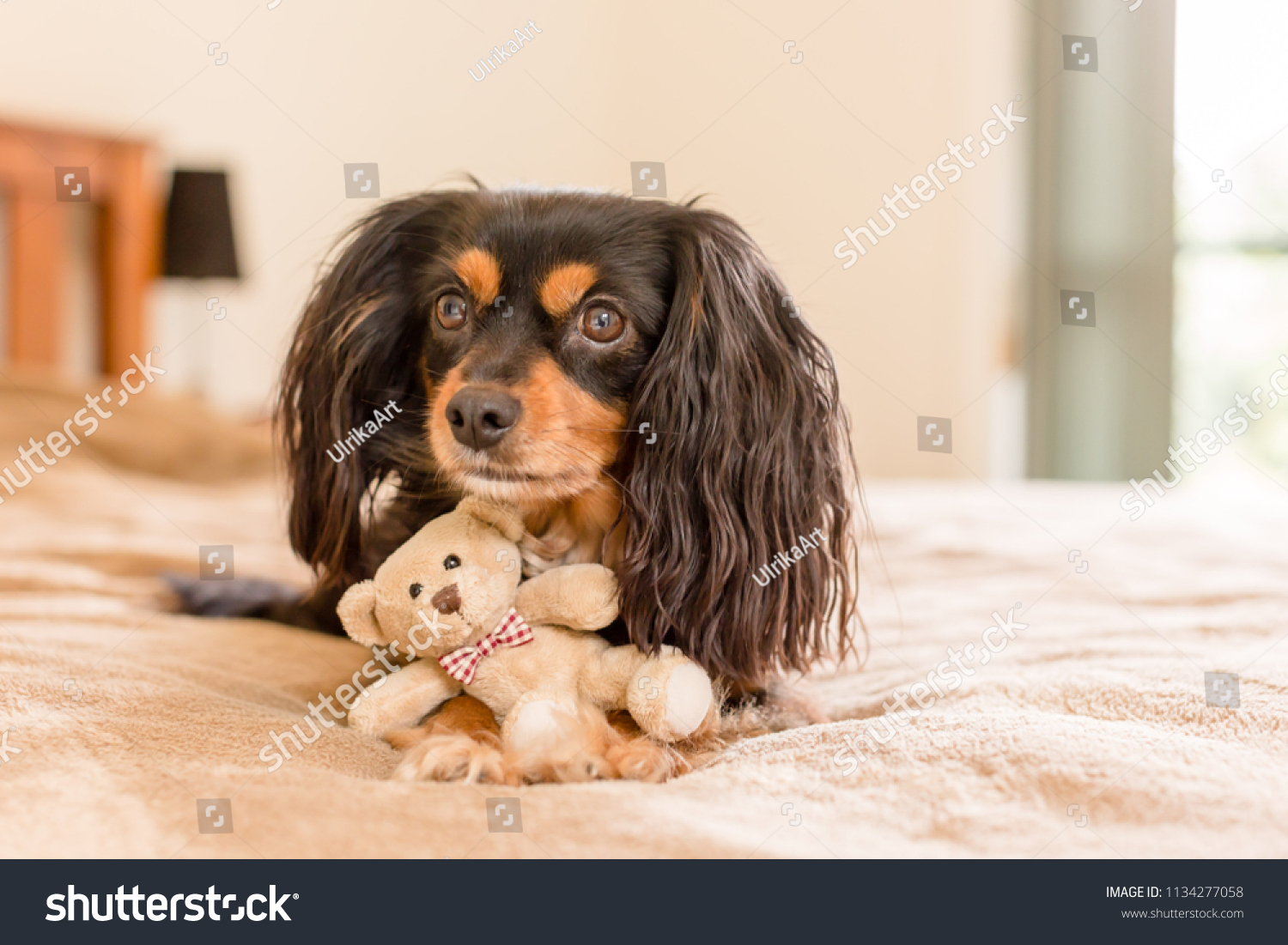 tiny teddies puppies